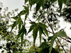 -上海浦江郊野公园-4号停车场