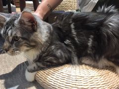 -瞄一喵猫咖(格力海岸店)