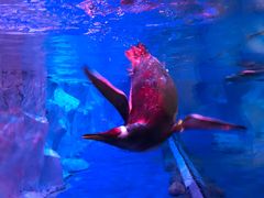 -芜湖新华联大白鲸海洋公园