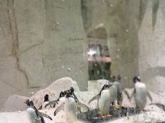 -大连圣亚海洋世界