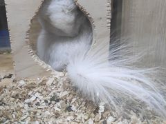 -藦茜花园宠物主题亲子互动体验馆(国顺东路店)
