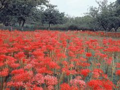 -白塘生态植物园