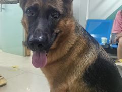 -瑞派旺宝宠物医院·犬猫全科综合·尿道专科(莲兴院)