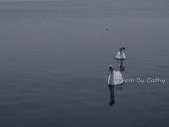 -海德公园