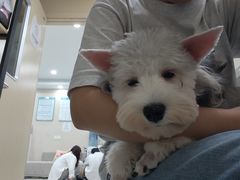 -安安宠医宠物医院·异宠·犬猫内科(岳阳分院)