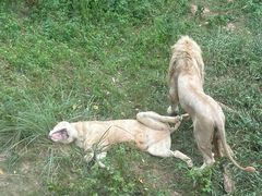 -泉州海丝野生动物世界