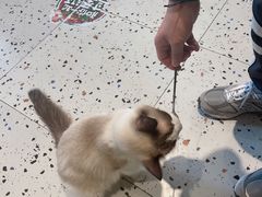 -喵喵咪呀布偶猫咖(春熙路店)