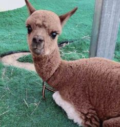 -萌宠亲子动物乐园(槐房万达店)