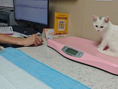 -半岛宠物医院24小时·内窥镜·牙科·碎石中心(府城大道店)
