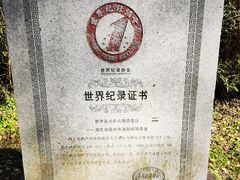 -千年银杏谷文化旅游区