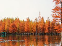 -白鹭湾湿地公园