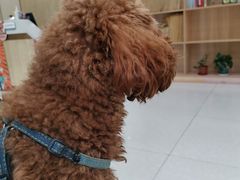 -瑞鹏宠物医院犬猫全科(真大分院)