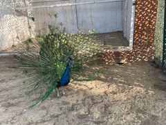 -潭柘厚院&山顶烤肉(潭柘寺店)