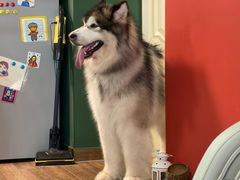 -喜洋洋宠物医院(震川路总店)