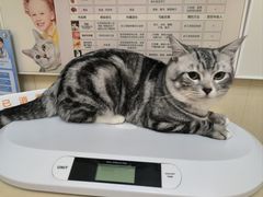 -瑞派康怡24h宠物医院·犬猫医疗中心·微创绝育(瑞景分院)