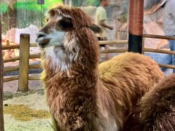 -Zoolung Zoolung动物主题公园(海信广场店)