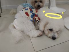 -怪兽屋·羊驼·猫咖·狗咖(俊华广场店)