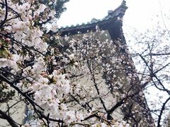 -武汉大学-樱园