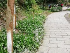 -火炉山森林公园