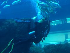 -迪拜水族馆及水下动物园