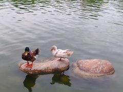 -莲湖公园