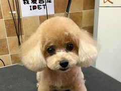 -我爱吾宠宠物美容院(朝阳路店)