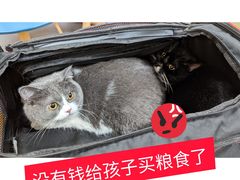 -申普宠物医院·心脏介入·心血管微创(总院)