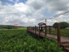 -中华茉莉园