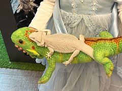 -FAIRYLAND龙族星球主题餐厅(凯丹广场店)