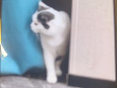 -爱诺耐芙动物医院(万博店)