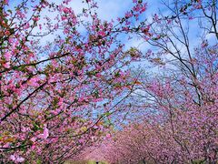 -上海共青森林公园