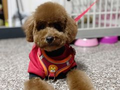 -安安宠医·安宠宠物医院