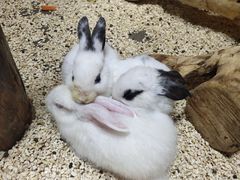 -昆明大悦城未来动物城(螺蛳湾中心店)