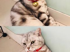 -平行世界·猫咖(首经贸店)