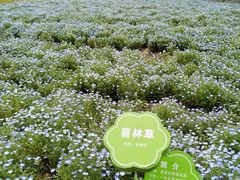 -杭州湾海上花田景区