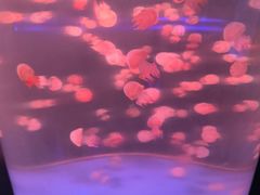 -洛阳龙门海洋馆