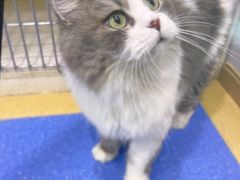 -天使宠物医院·犬猫分诊(彩虹店)