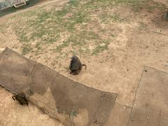 -西霞口神雕山野生动物世界