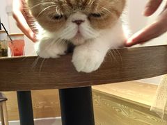 -Heymao猫咖.咖啡厅(东门店)
