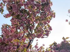 -石家庄市植物园