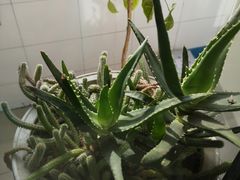 -华盛园卷子王农家菜水库鱼