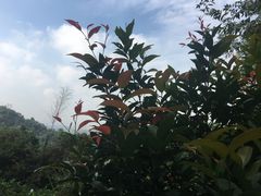 -火炉山森林公园