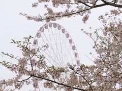-顾村公园