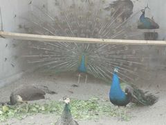-菊园百果园