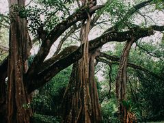 -瑞丽独树成林风景区