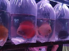 -华声天桥民俗文化园