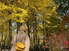 -上海共青森林公园