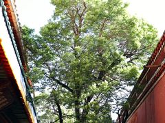-塔尔寺