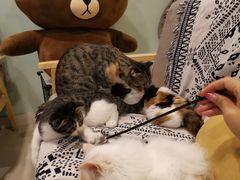 -平行世界·猫咖(首经贸店)