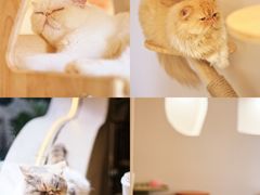 -More Fun猫咖 二十只万元加菲主题